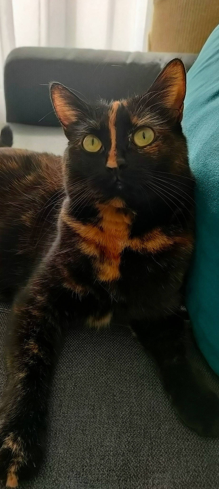 Ali a rejoint le concours — aidez-le/la à gagner de superbes lots ! black_cat, carnivore, cat, claw, domestic_short_haired_cat, felidae, fur, paw, pet_supply, small_to_medium_sized_cats, snout, tail, terrestrial_animal, whiskers