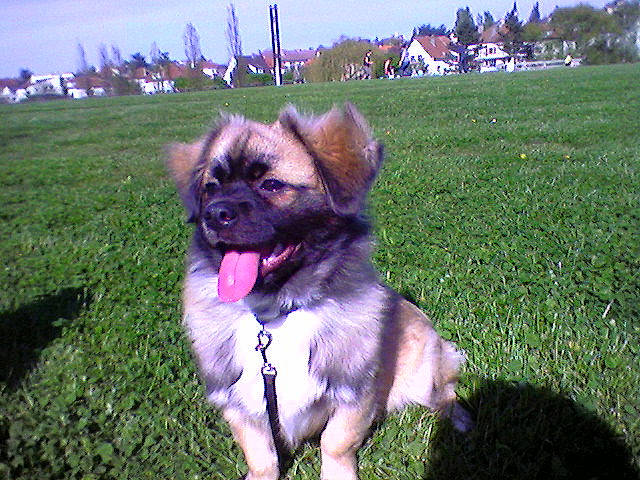 Chance a rejoint le concours — aidez-le/la à gagner de superbes lots ! canidae, carnivore, companion_dog, dog, dog_breed, fawn, grass, lawn, mammal, plant, snout, sporting_group, tibetan_spaniel, toy_dog, vertebrate