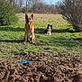 dog, grass, field, trees, blue_sky, sunny, outdoor, nature, tongue_out, sitting, lying_down, canine, animal, pet, brown_dog, black_and_white_dog, bush, dirt, playful, daytime
