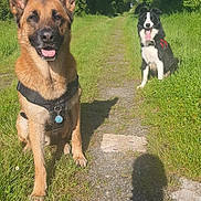 Rio participe au concours pour gagner de l'argent avec cette photo : dog, german_shepherd, border_collie, grass, path, outdoor, sunny, trees, nature, canine, pet, happy, tongue_out, harness, greenery, shadow, summer, animal, walking_path, daylight