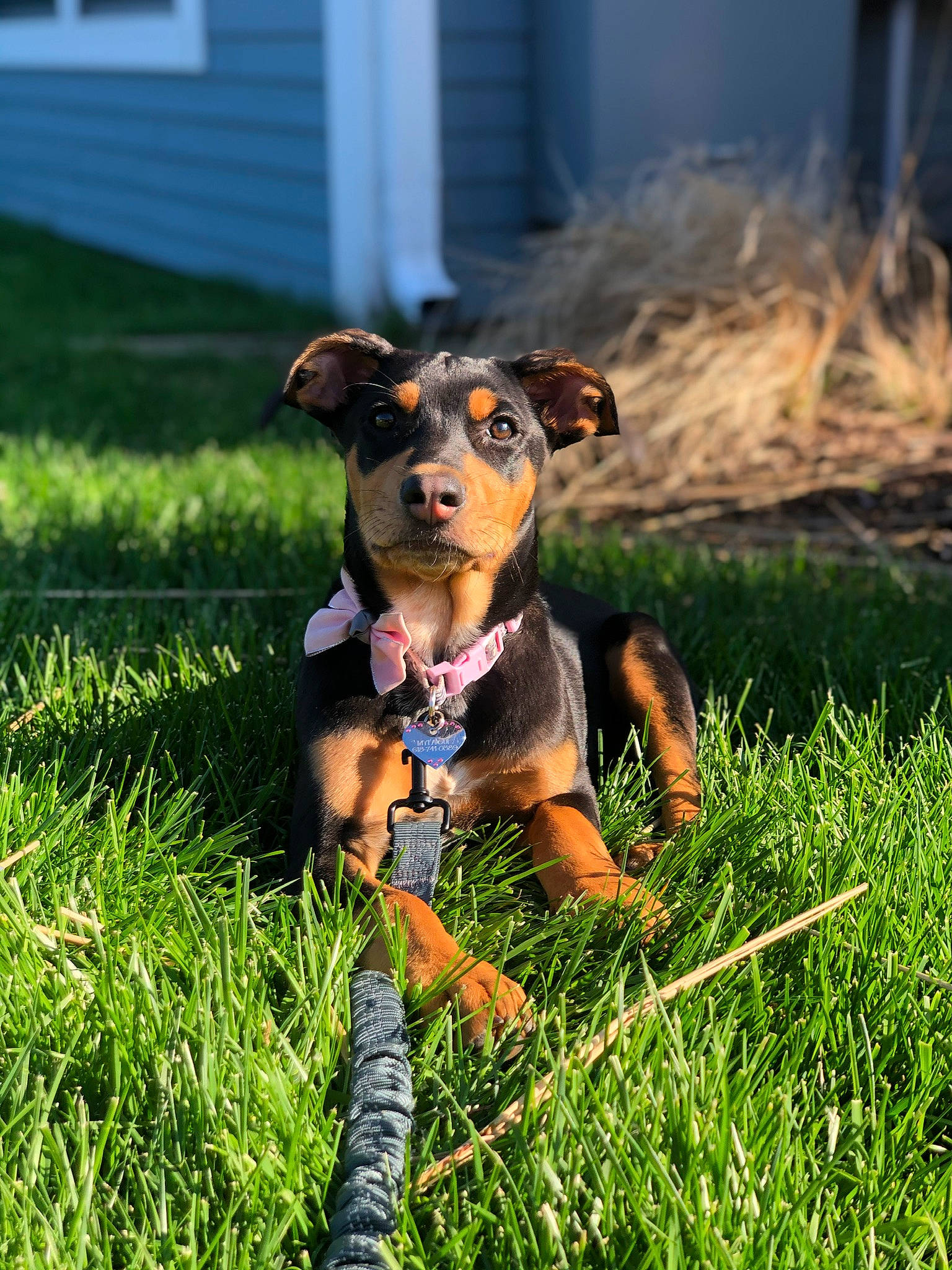 Myla is registered to the contest to win money with this photo: canidae, carnivore, companion_dog, dog, dog_breed, dog_clothes, dog_supply, fawn, grass, grassland, guard_dog, happy, people_in_nature, plant, snout, sporting_group, toy_dog, window, working_animal, working_dog
