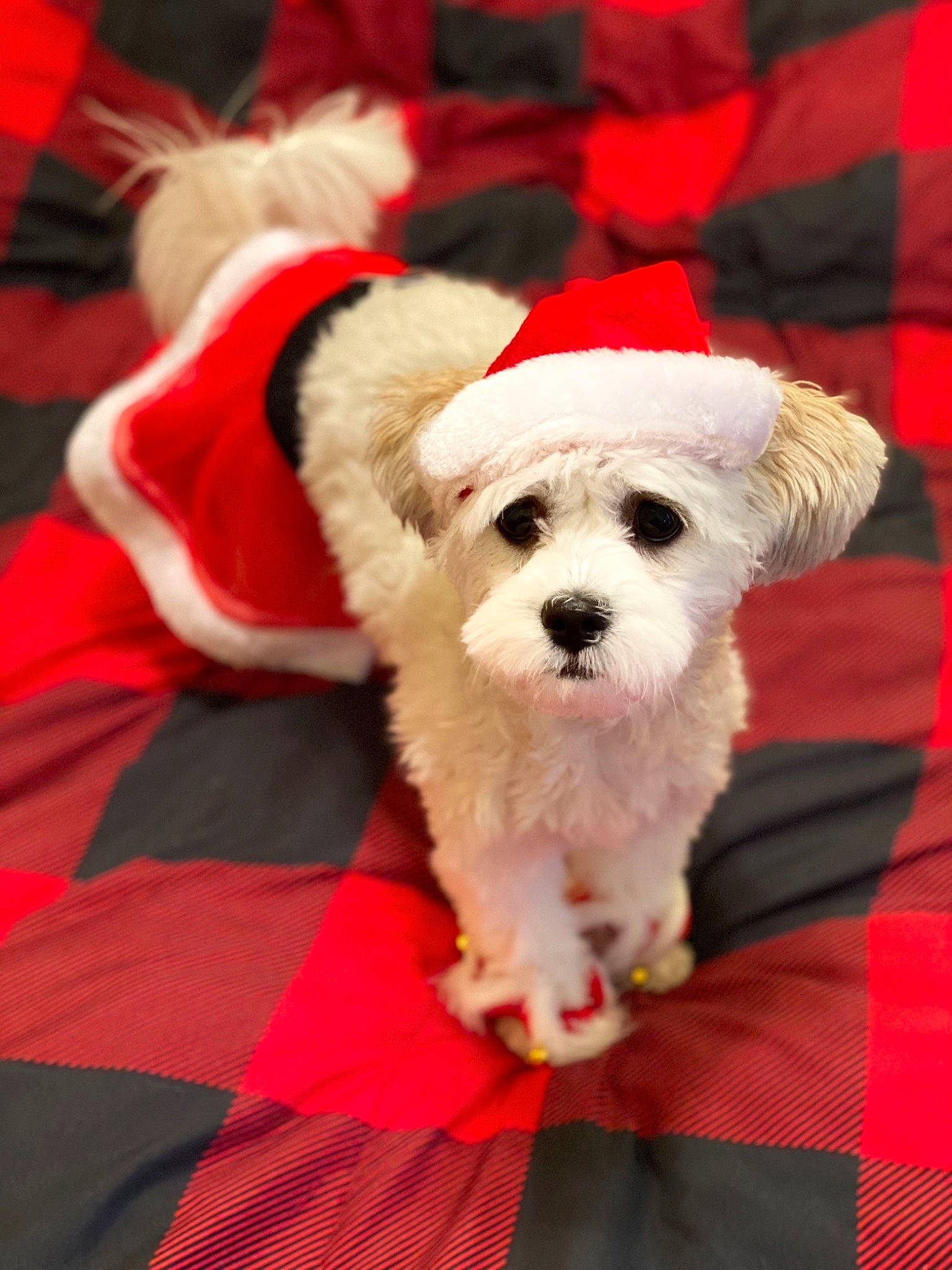 Lila Rose joined the competition — help win amazing prizes! bichon, bolognese, canidae, carnivore, companion_dog, coton_de_tulear, dog, dog_breed, dog_clothes, havanese, maltepoo, maltese, mammal, non_sporting_group, puppy, schnoodle, shih_tzu, snout, toy_dog, vertebrate