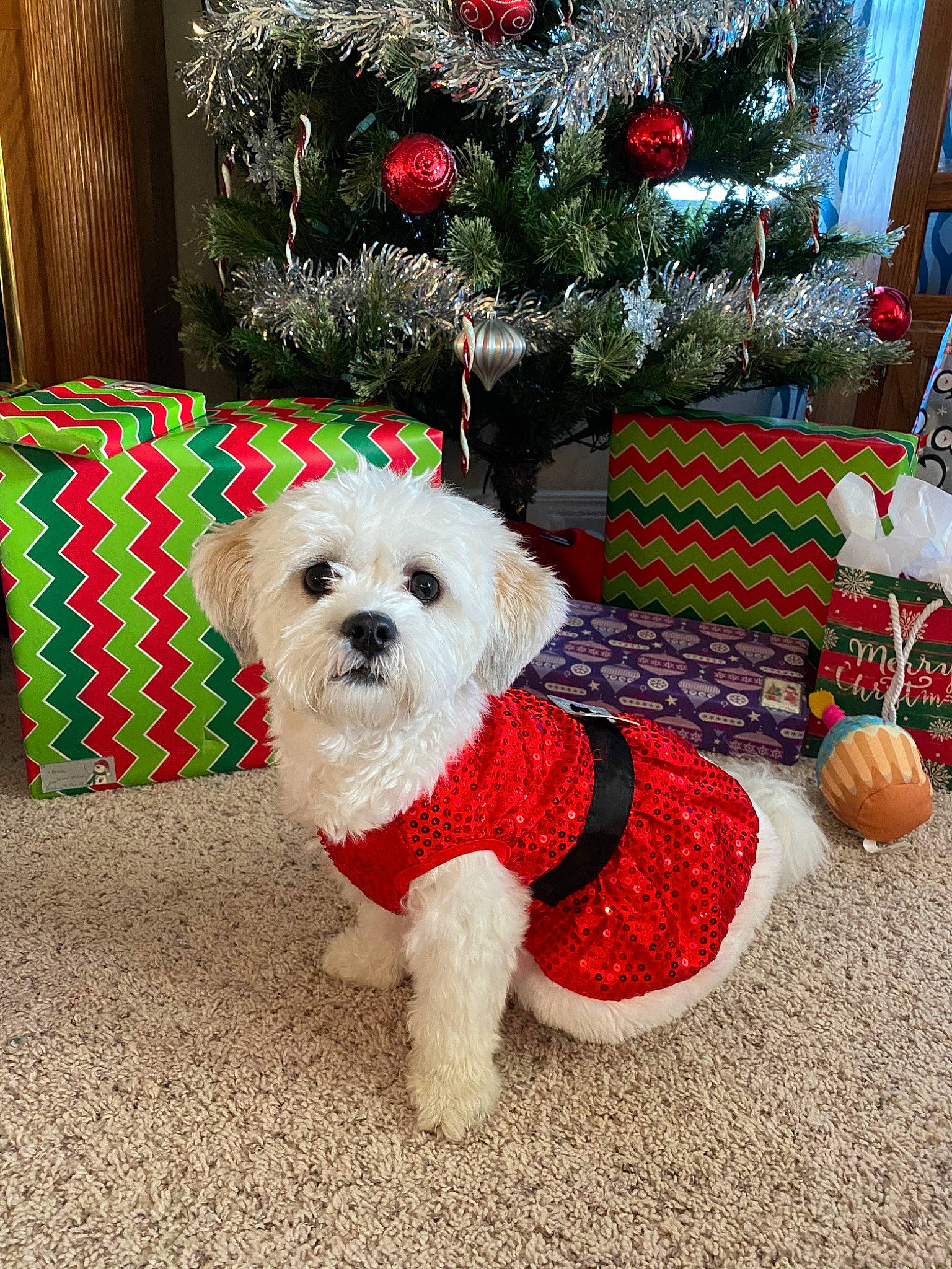 Lila Rose joined the competition — help win amazing prizes! canidae, carnivore, cavachon, christmas, christmas_tree, cockapoo, companion_dog, dog, dog_breed, dog_clothes, home, maltepoo, maltese, mammal, morkie, puppy, schnoodle, shih_tzu, snout, tree