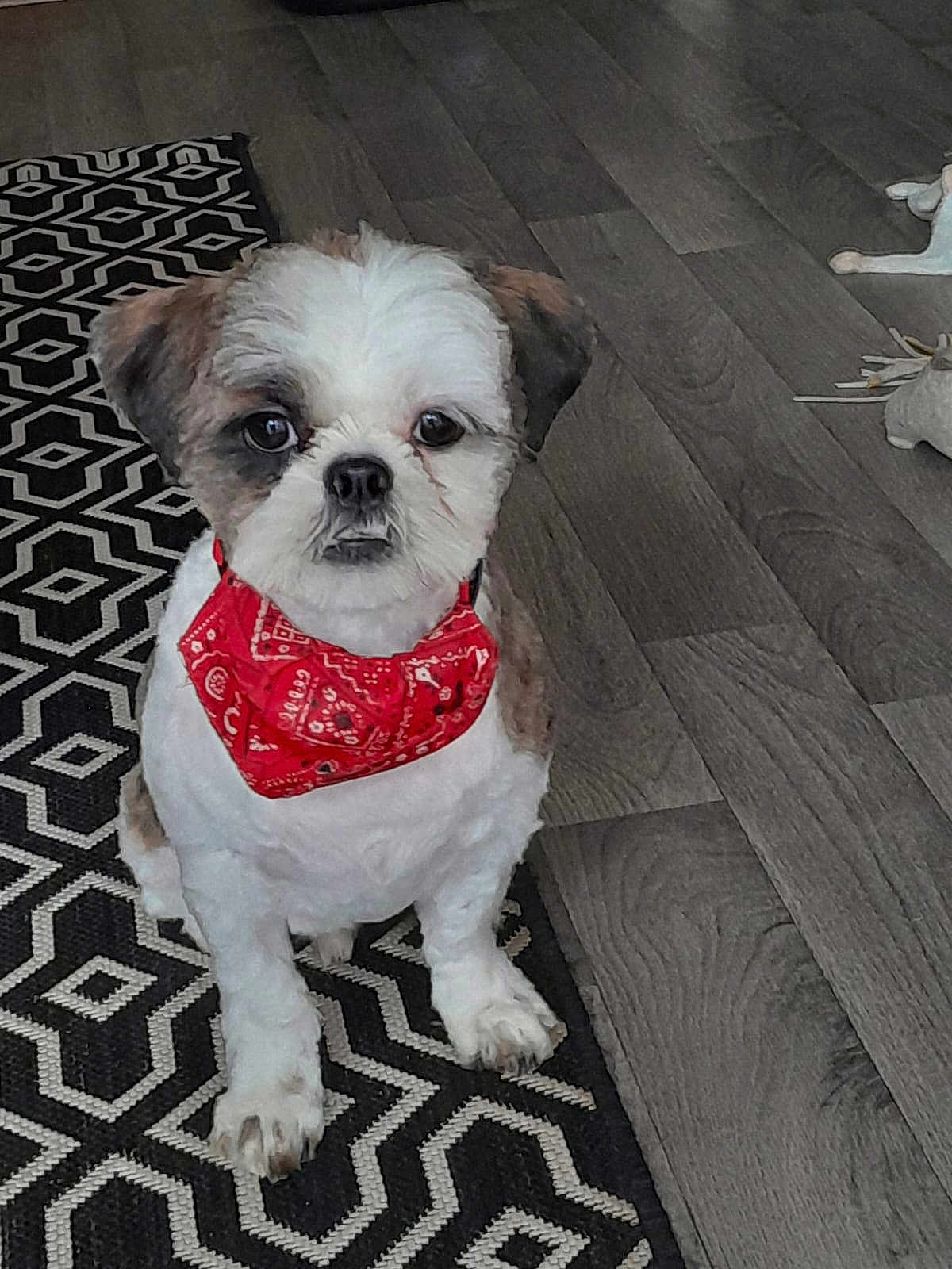 Ulysse participe au concours pour gagner de l'argent avec cette photo : dog, pet, bandana, red_bandana, sitting, patterned_rug, hardwood_floor, indoor, portrait, small_dog, fur, paws, eyes, nose, ears, looking_at_camera, cute, home_interior, mat, floor
