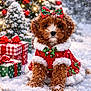 celebration, christmas, christmas_tree, costume, cute, decorations, dog, festive, fluffy, holiday, lights, ornaments, outdoor, pet, presents, puppy, red_bow, seasonal, snow, winter
