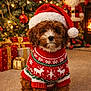 Aurora joined the competition — help win amazing prizes! carpet, christmas_sweater, christmas_tree, cute, decorations, dog, festive, fluffy, green, holiday, indoors, lights, ornaments, presents, puppy, red, santa_claus_figure, santa_hat, seasonal, white