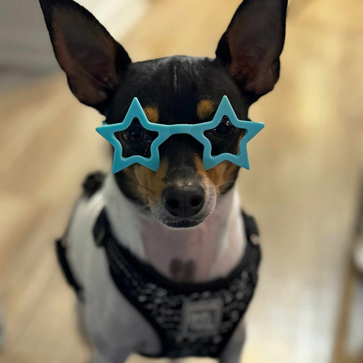Sol Bradford joined the competition — help win amazing prizes! accessories, animal, canine, chihuahua, collar, cream, dessert, dog, food, glasses, hound, icing, leash, pet, puppy, snout, starsymbol, strap, symbol, whitedog