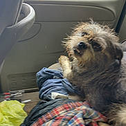Labou joined the competition — help win amazing prizes! dog, scruffy, car_interior, seat, clothes, yellow_plastic_bag, furry, pet, looking_back, messy, indoor, vehicle, casual, resting, brown_fur, medium_sized_dog, blurred, unfocused, travel, companion