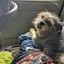 dog, scruffy, car_interior, seat, clothes, yellow_plastic_bag, furry, pet, looking_back, messy, indoor, vehicle, casual, resting, brown_fur, medium_sized_dog, blurred, unfocused, travel, companion