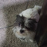 Lucy is registered to the contest to win money with this photo: dog, black_and_white, carpet, furniture, pet, curious, fluffy, indoor, small_dog, looking_up, fur, animal, cute, companion, domestic, household, canine, portrait, standing, close_up