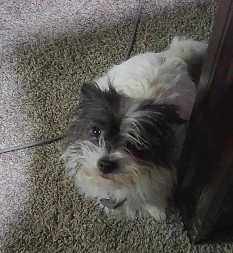 Lucy is registered to the contest to win money with this photo: dog, black_and_white, carpet, furniture, pet, curious, fluffy, indoor, small_dog, looking_up, fur, animal, cute, companion, domestic, household, canine, portrait, standing, close_up