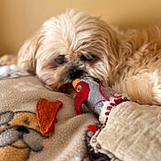 Teddy Bear is registered to the contest to win money with this photo: dog, toy, fabric_toy, blanket, chew_treat, cozy, indoor, pet, fur, sleepy, animal, cute, resting, close_up, warm_lighting, soft_texture, nose, head, ears, bed