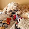 dog, toy, fabric_toy, blanket, chew_treat, cozy, indoor, pet, fur, sleepy, animal, cute, resting, close_up, warm_lighting, soft_texture, nose, head, ears, bed