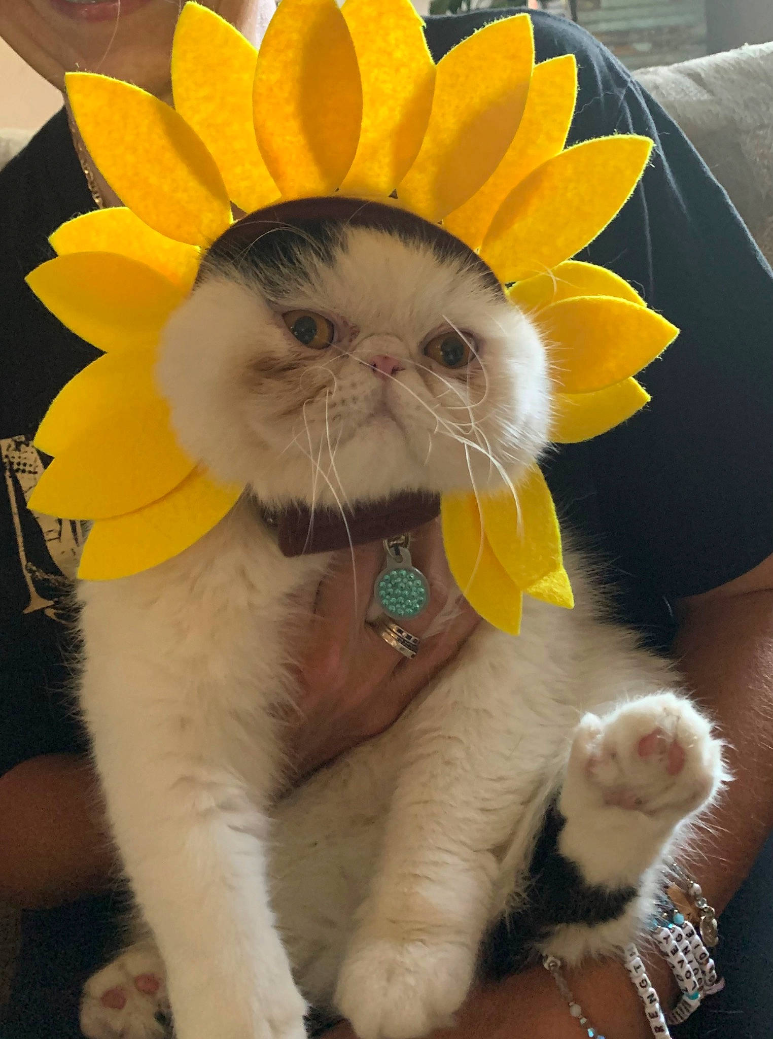 Doodles joined the competition — help win amazing prizes! carnivore, cat, companion_dog, fawn, felidae, flower, foot, gesture, grass, happy, mammal, paw, petal, plant, small_to_medium_sized_cats, snout, tail, whiskers, white, yellow