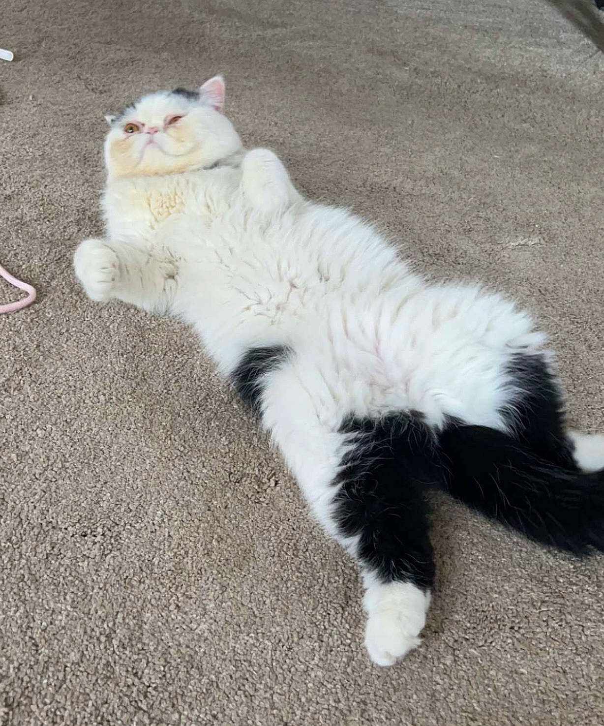 Doodles is registered to the contest to win money with this photo: carnivore, cat, claw, comfort, domestic_short_haired_cat, eye, felidae, foot, fur, paw, sitting, small_to_medium_sized_cats, snout, tail, terrestrial_animal, whiskers