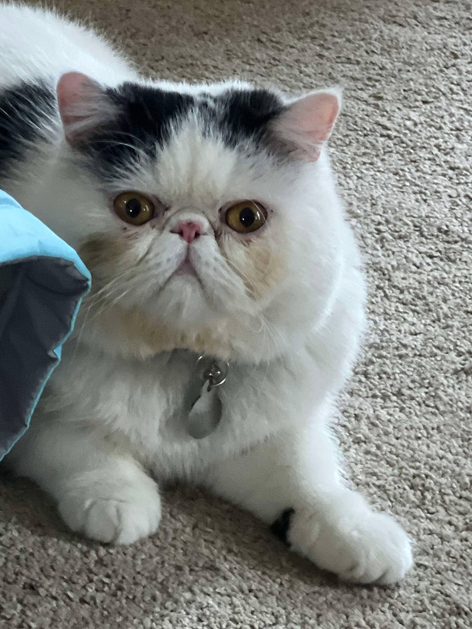 Doodles is registered to the contest to win money with this photo: carnivore, cat, claw, domestic_short_haired_cat, fawn, felidae, foot, fur, paw, photo_caption, sitting, small_to_medium_sized_cats, snout, tail, terrestrial_animal, vehicle_registration_plate, whiskers