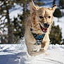 active, animal, canine, cold, daylight, dog, ears, forest, fur, golden_retriever, happy, motion, nature, outdoor, pet, playful, running, snow, tongue, winter