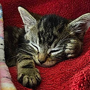 Asher joined the competition — help win amazing prizes! animal, blanket, cat, closed_eyes, cozy, cute, domestic, fur, indoor, kitten, nap, paw, pet, red, relaxing, resting, sleeping, soft, tabby, whiskers