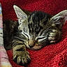 animal, blanket, cat, closed_eyes, cozy, cute, domestic, fur, indoor, kitten, nap, paw, pet, red, relaxing, resting, sleeping, soft, tabby, whiskers
