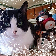Sam is registered to the contest to win money with this photo: animal, background, black_and_white, cat, close_up, curious, cute, decoration, domestic, face, festive, green_eyes, holiday_decor, indoor, kitchen, pet, snowman, soft_light, window, winter