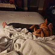 Taco is registered to the contest to win money with this photo: dog, sleeping, blanket, feet, indoor, cozy, brown_dog, carpet, couch, pillows, relaxation, home, soft, warm_lighting, night, furniture, resting, domestic, companion, pet