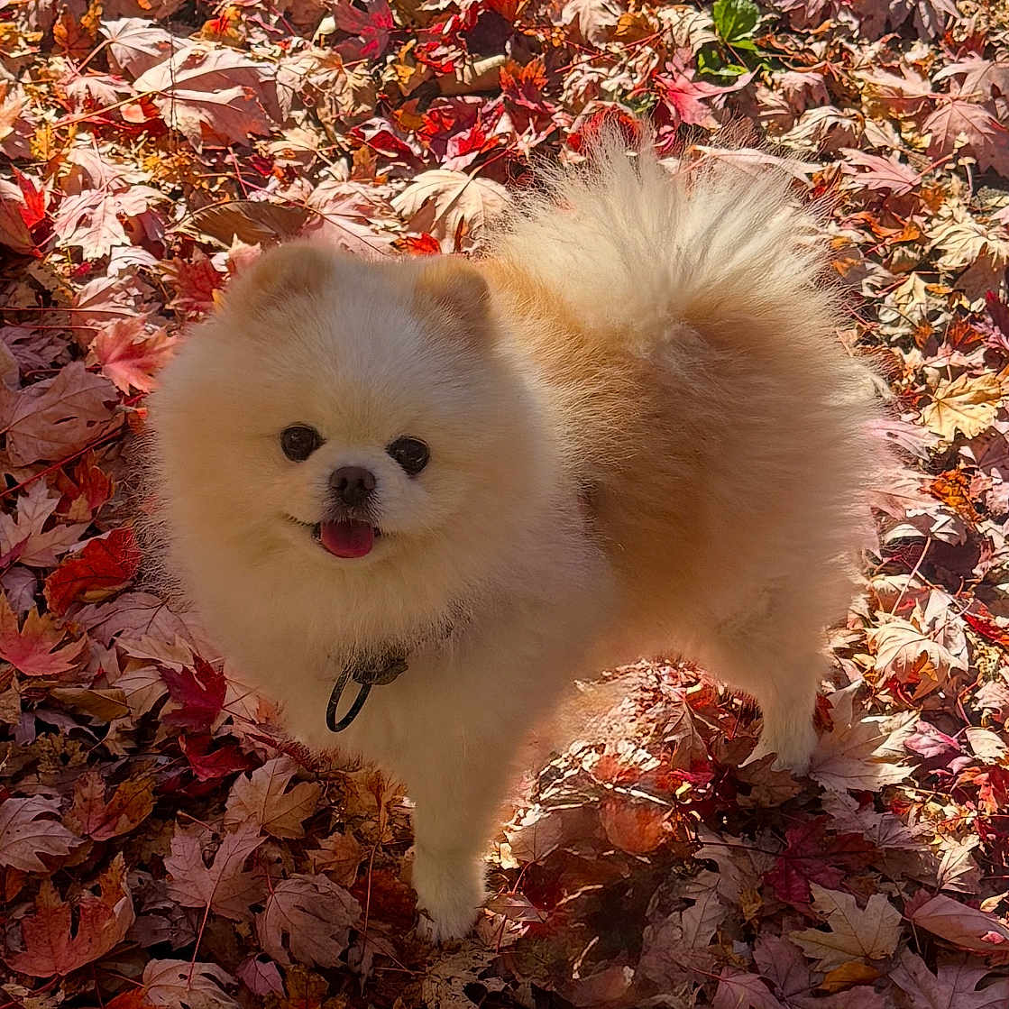 Loki is registered to the contest to win money with this photo: animal, autumn, cute, dog, fall, fluffy, fur, happy, leaf_litter, leaves, nature, outdoor, pet, pomeranian, seasonal, small_dog, smiling, sunlight, tongue_out, walking