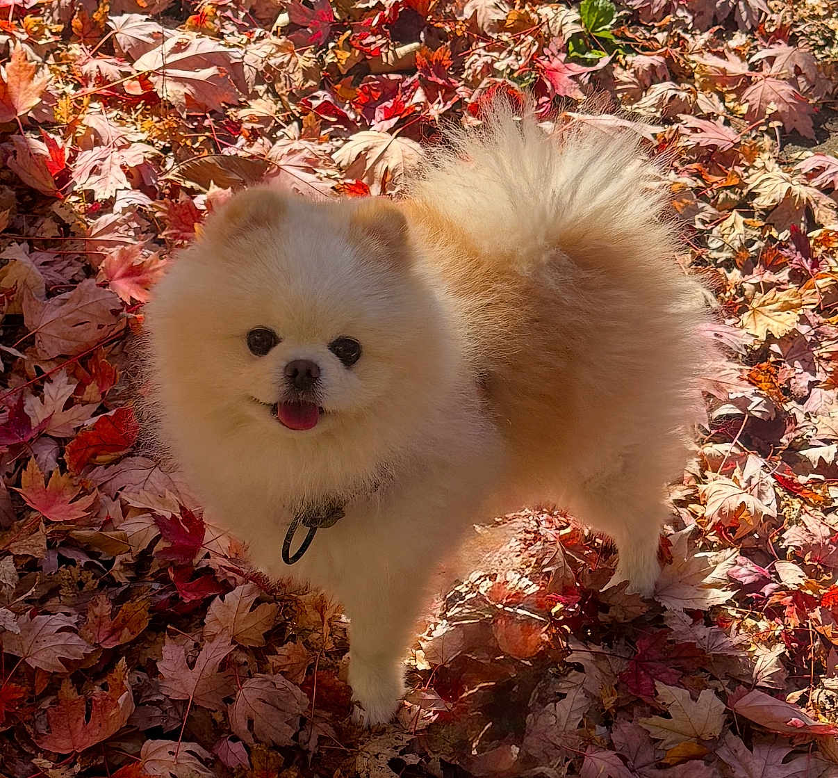 Loki is registered to the contest to win money with this photo: dog, pomeranian, fluffy, autumn, leaves, outdoor, pet, happy, nature, fall, cute, animal, small_dog, fur, tongue_out, sunlight, smiling, leaf_litter, walking, seasonal