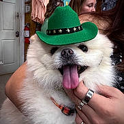 Loki is registered to the contest to win money with this photo: dog, fluffy, white, green_hat, tongue_out, pet, indoor, person, hand, rings, clothing_rack, fire_extinguisher, happy, cute, close_up, fur, collar, smiling, holding, face