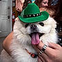 Loki is registered to the contest to win money with this photo: dog, fluffy, white, green_hat, tongue_out, pet, indoor, person, hand, rings, clothing_rack, fire_extinguisher, happy, cute, close_up, fur, collar, smiling, holding, face