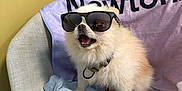 Loki joined the competition — help win amazing prizes! dog, sunglasses, chair, cap, towel, fluffy, pet, indoor, cute, accessory, collar, white_dog, small_dog, furniture, relaxed, modern, fashion, portrait, animal, companion
