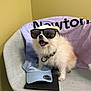 dog, sunglasses, chair, cap, towel, fluffy, pet, indoor, cute, accessory, collar, white_dog, small_dog, furniture, relaxed, modern, fashion, portrait, animal, companion