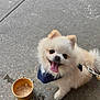 Loki joined the competition — help win amazing prizes! dog, pomeranian, fluffy, cream_color, bandana, happy, panting, tongue_out, leash, concrete, outdoor, cup, iced_drink, pet, animal, small_dog, sitting, sidewalk, daylight, smiling