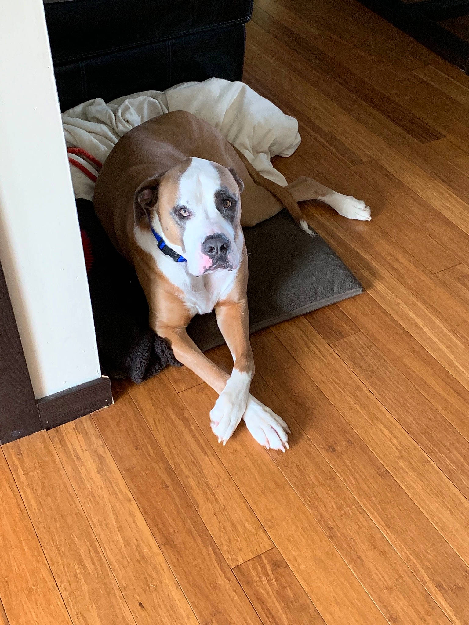 Bison is registered to the contest to win money with this photo: boxer, canidae, carnivore, companion_dog, dog, dog_breed, fawn, floor, flooring, hardwood, laminate_flooring, leg, sporting_group, wood, wood_flooring