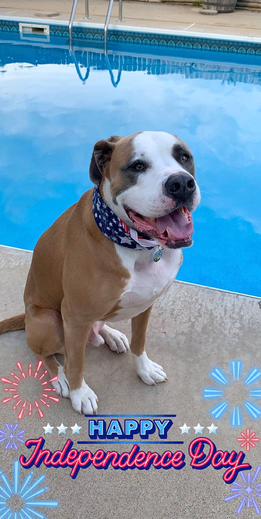 Bison is registered to the contest to win money with this photo: american_bulldog, american_pit_bull_terrier, american_staffordshire_terrier, ancient_dog_breeds, australian_bulldog, bulldog, canidae, carnivore, collar, companion_dog, dog, dog_breed, dog_collar, fawn, mammal, non_sporting_group, rare_breed_dog, sporting_group, valley_bulldog, vertebrate