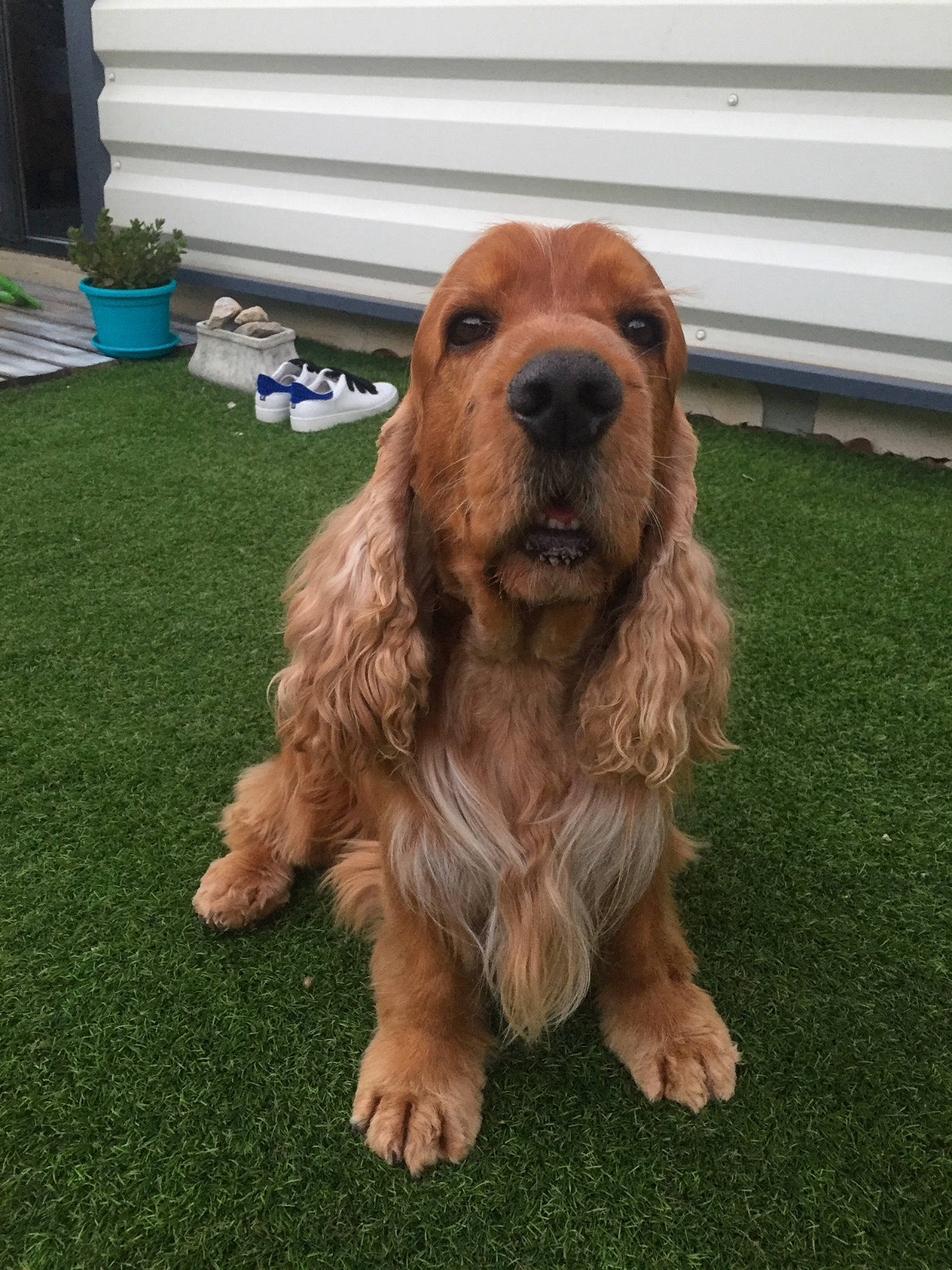 Guerlain a rejoint le concours — aidez-le/la à gagner de superbes lots ! american_cocker_spaniel, canidae, carnivore, cocker_spaniel, companion_dog, dog, dog_breed, english_cocker_spaniel, field_spaniel, german_spaniel, grass, irish_setter, mammal, rare_breed_dog, russian_spaniel, snout, spaniel, sporting_group, sussex_spaniel, vertebrate