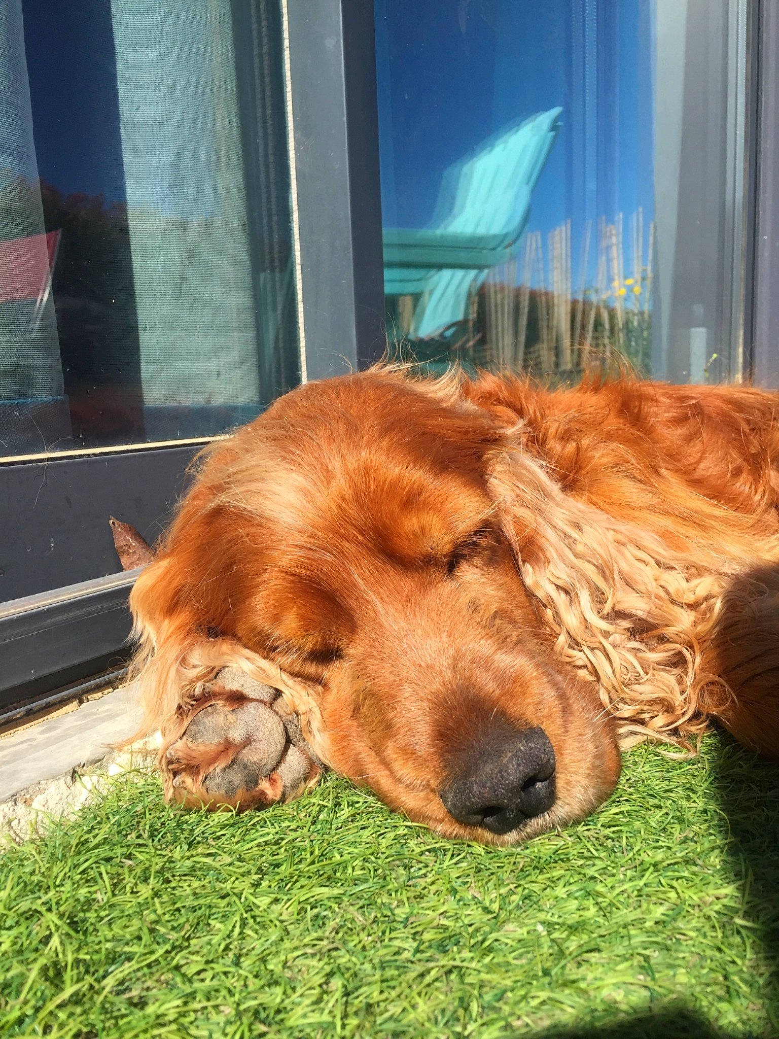 Guerlain a rejoint le concours — aidez-le/la à gagner de superbes lots ! american_cocker_spaniel, canidae, carnivore, cocker_spaniel, companion_dog, dog, dog_breed, english_cocker_spaniel, golden_retriever, irish_setter, mammal, russian_spaniel, setter, snout, spaniel, sporting_group, vertebrate