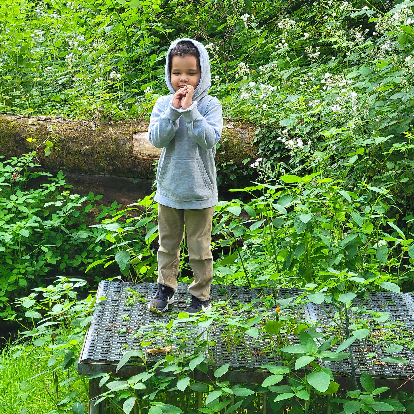 Jeremy is registered to the contest to win money with this photo: child, hoodie, standing, outdoor, greenery, plants, wildflowers, nature, forest, metal_platform, casual_clothing, young_boy, curly_hair, daylight, foliage, shoes, pants, explorer, peaceful, portrait