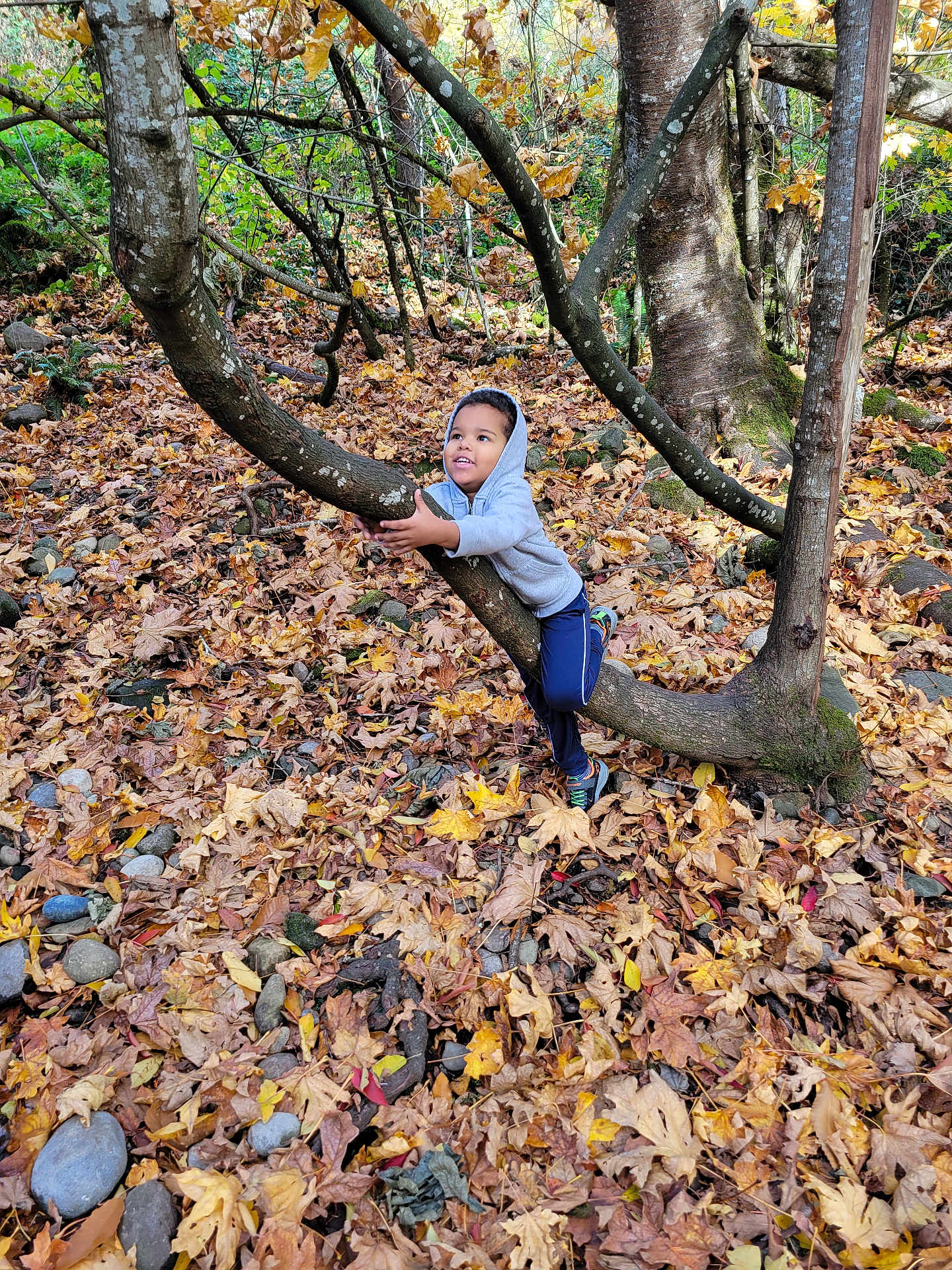 Jeremy is registered to the contest to win money with this photo: child, hoodie, tree, forest, autumn, leaves, nature, outdoor, smiling, happy, curious, branch, boy, casual_clothing, play, fall, daylight, rocks, scenery, exploration