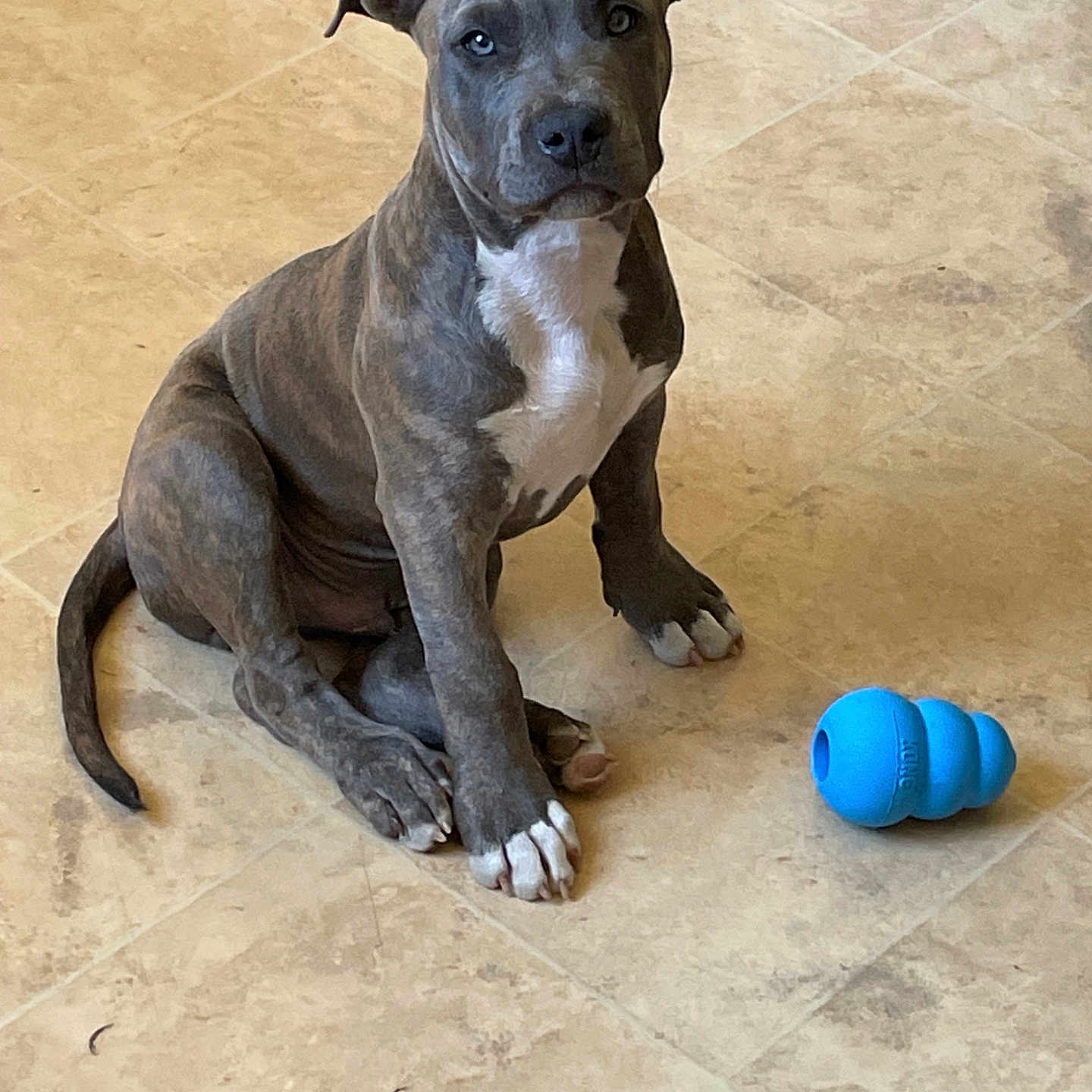 Ash participe au concours pour gagner de l'argent avec cette photo : adorable, animal, blue_toy, brindle, canine, cute, dog, domestic_animal, floor, indoor, looking, pet, pet_toy, playful, puppy, sitting, tile, white_chest, white_paws, young_dog