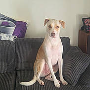 Guinness joined the competition — help win amazing prizes! canine, couch, cozy, decoration, dog, ears, eyes, fur, furniture, home, indoor, living_room, nose, pet, pillow, portrait, relaxed, seated, tail, wall_art