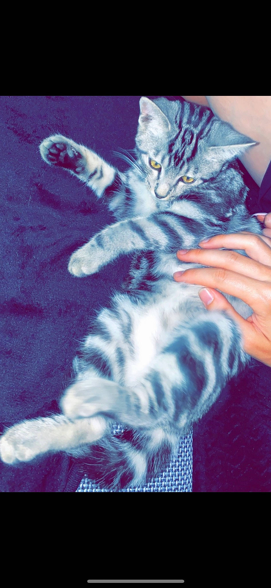 Fendi participe au concours pour gagner de l'argent avec cette photo : art, carnivore, cat, claw, domestic_short_haired_cat, electric_blue, felidae, fur, gesture, painting, pattern, paw, purple, sitting, small_to_medium_sized_cats, snout, tail, violet, visual_arts, whiskers