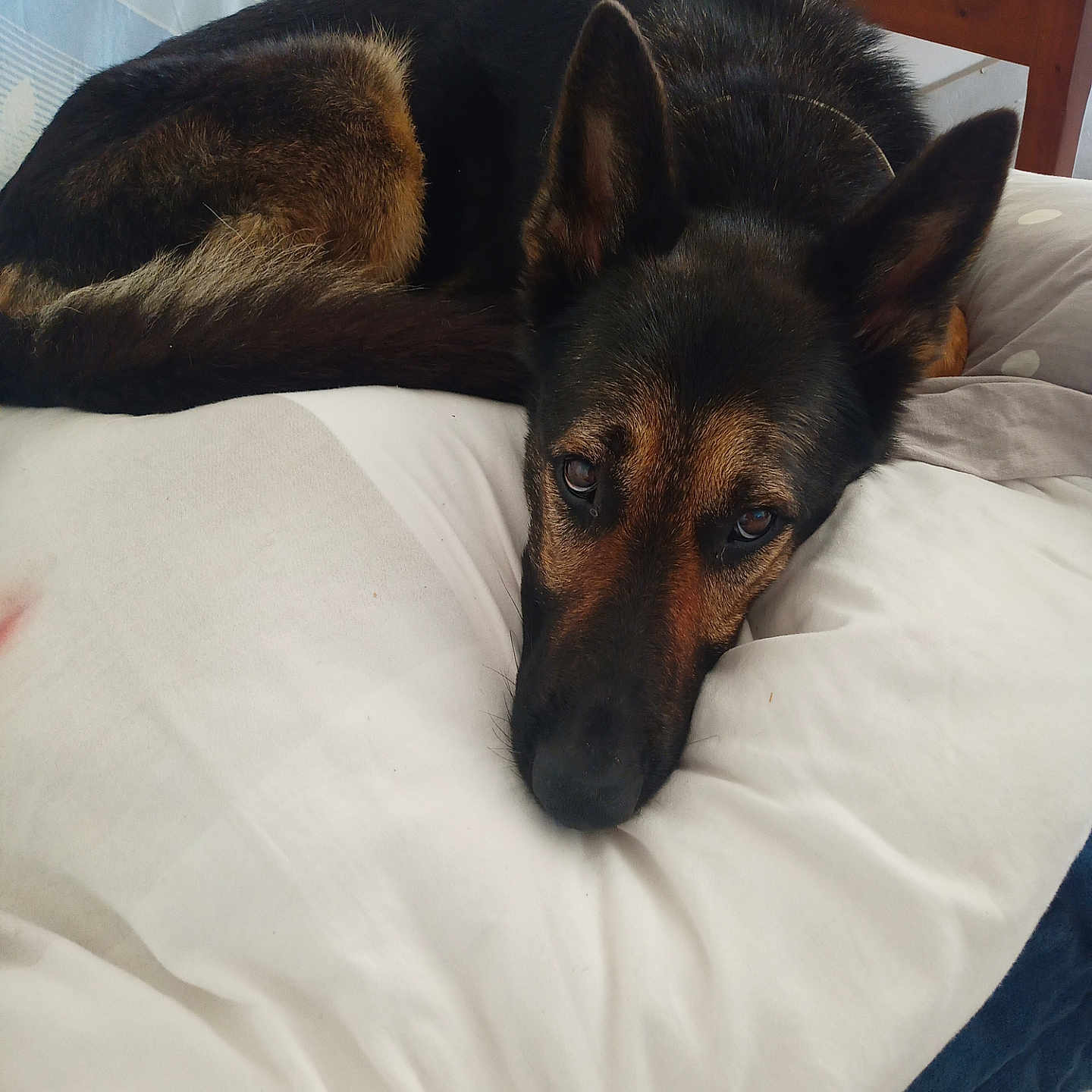 Poupette participe au concours pour gagner de l'argent avec cette photo : animal, bed, bedroom, blanket, canine, couch, cushion, dog, furniture, germanshepherd, homedecor, hound, indoors, pet, policedog, puppy, room