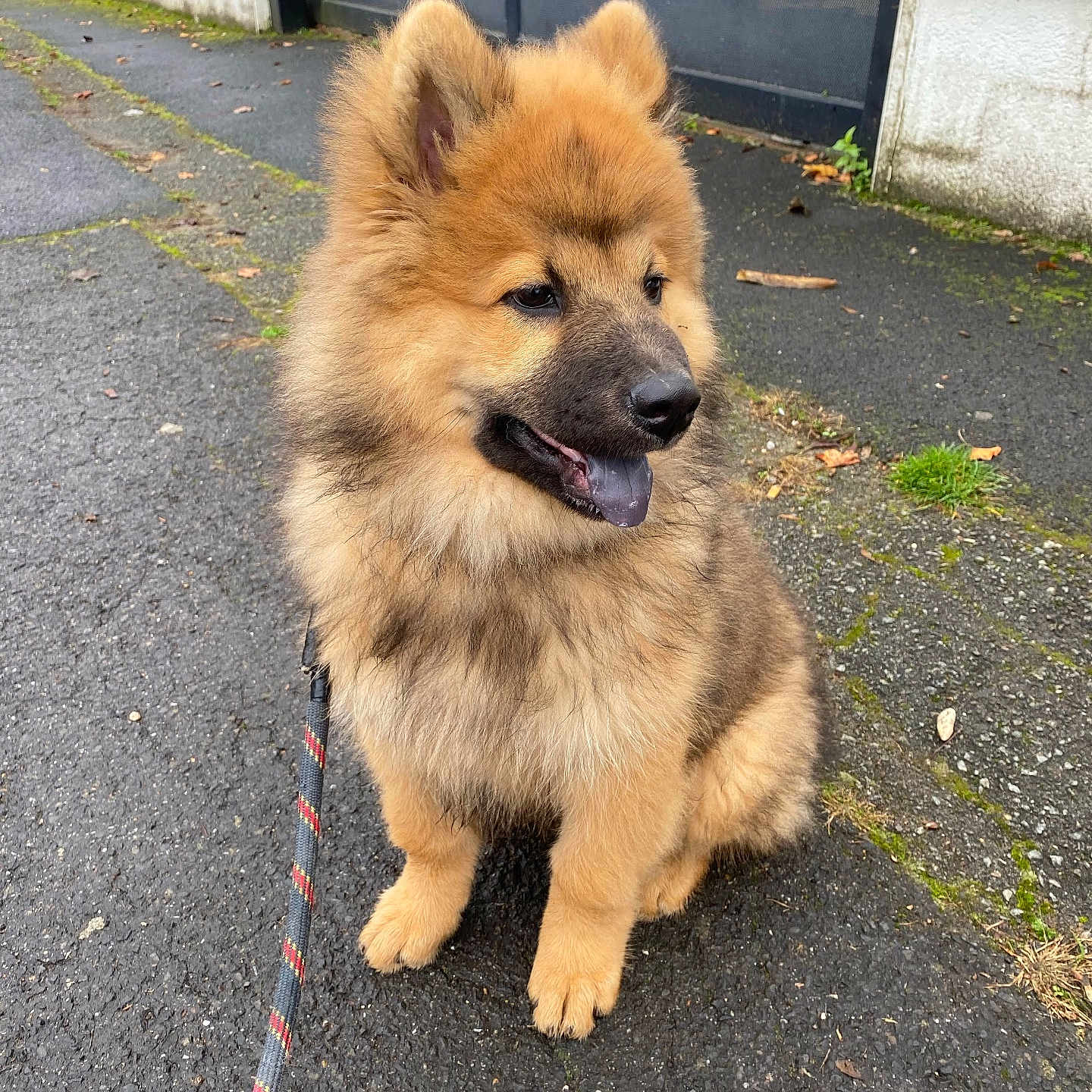 Vicky a rejoint le concours — aidez-le/la à gagner de superbes lots ! animal, canine, cute, dog, ears, fence, fluffy, fur, grass, happy, leash, nature, outdoor, pavement, pet, puppy, sidewalk, sitting, tongue_out, young