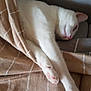 Titi a rejoint le concours — aidez-le/la à gagner de superbes lots ! animal, blanket, cat, closeup, comfort, cozy, cute, fur, home, indoor, mammal, paw, pet, pink_nose, relaxation, resting, sleeping, soft, whiskers, white_cat