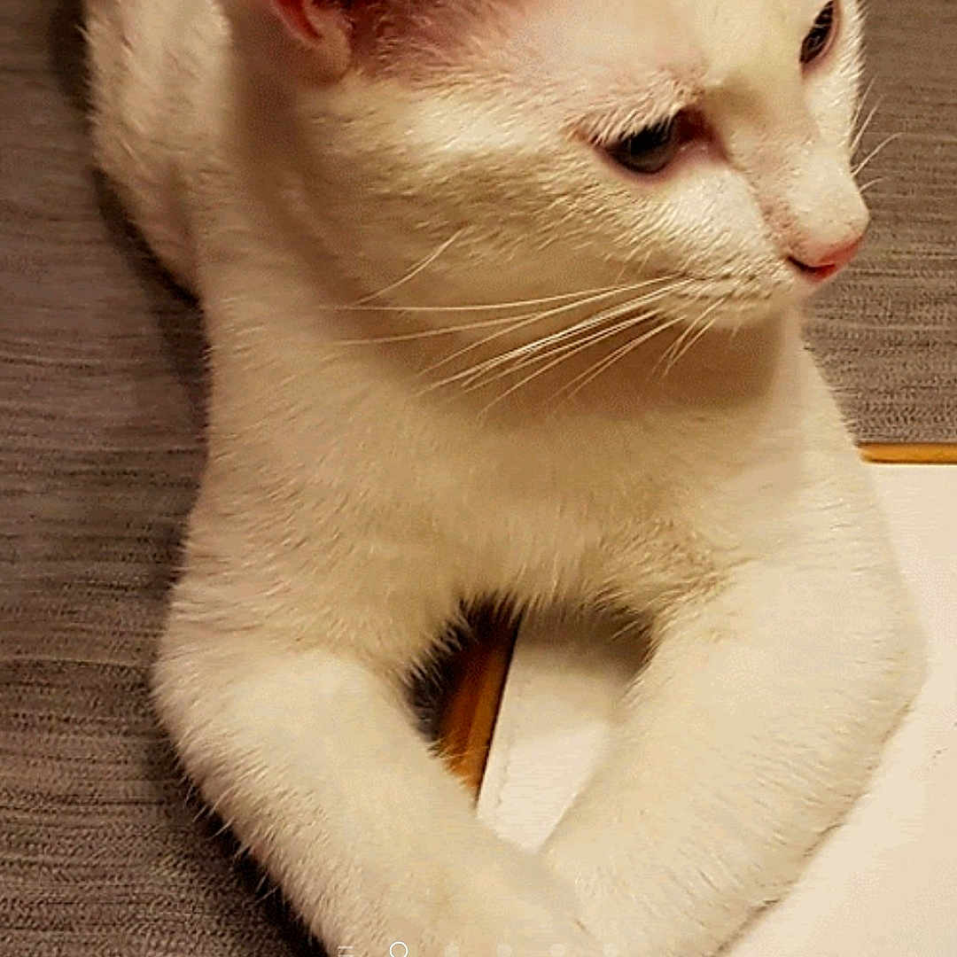 Titi