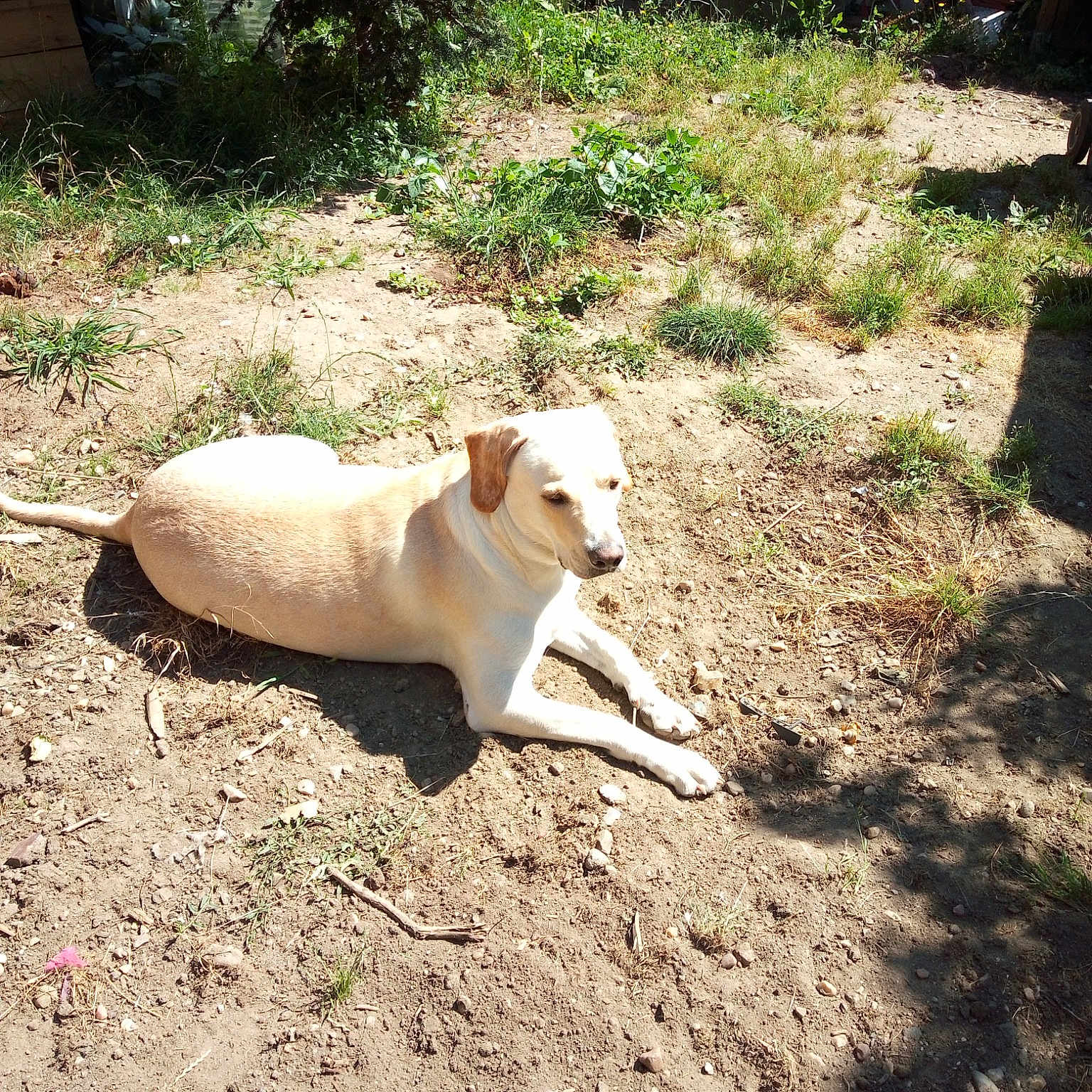 Rusti