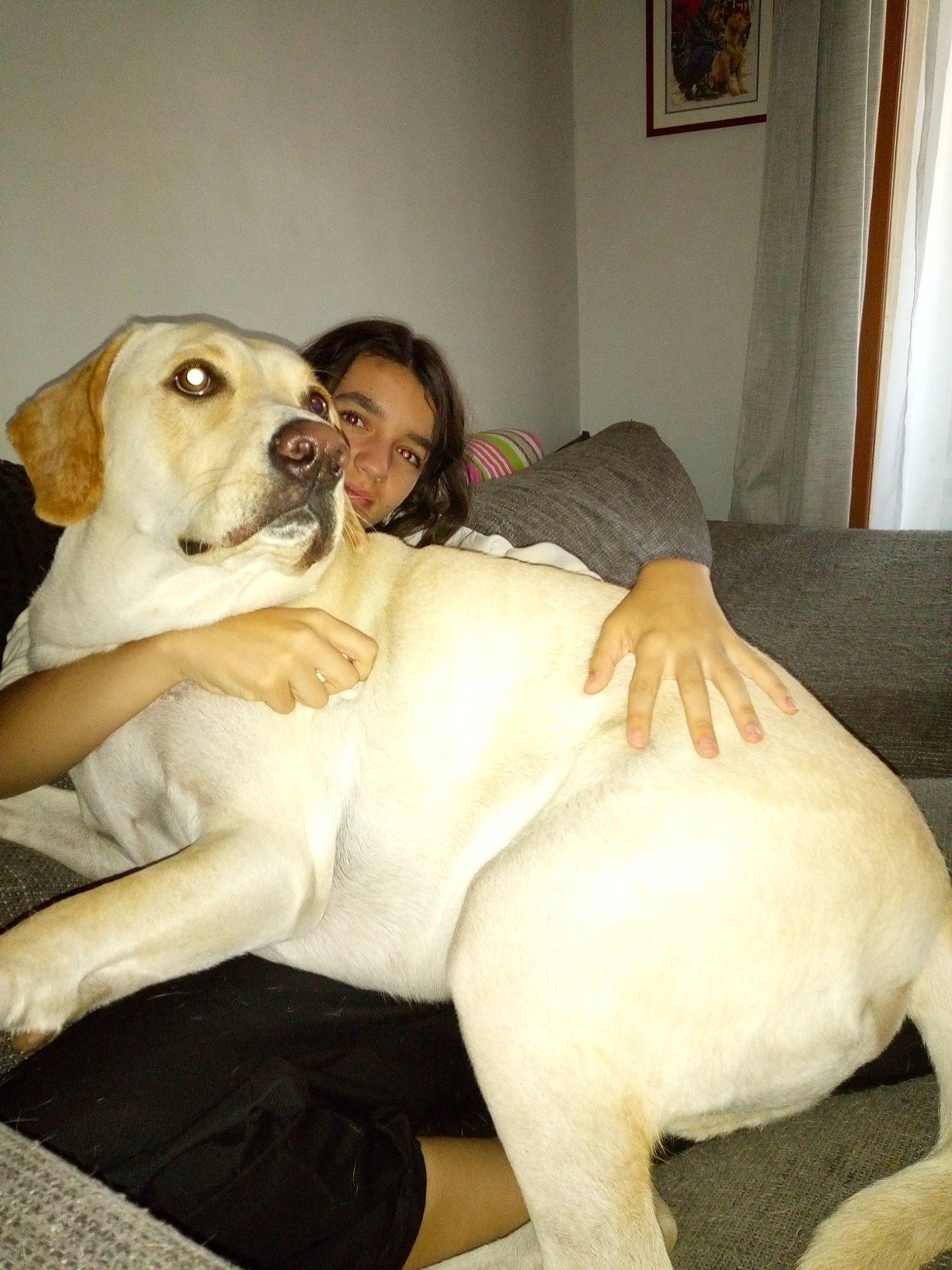 Rusti a rejoint le concours — aidez-le/la à gagner de superbes lots ! abdomen, canidae, carnivore, comfort, companion_dog, dog, dog_breed, fawn, flooring, foot, fur, human_leg, knee, linens, picture_frame, sitting, sporting_group, tail, thigh, trunk