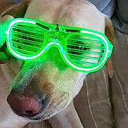 Rusti a rejoint le concours — aidez-le/la à gagner de superbes lots ! animal, canine, closeup, comfort, couch, dog, face, funny, glasses, green_light, home, indoor, light, neon_glasses, nose, pet, portrait, relaxed, shade, sitting