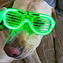 animal, canine, closeup, comfort, couch, dog, face, funny, glasses, green_light, home, indoor, light, neon_glasses, nose, pet, portrait, relaxed, shade, sitting