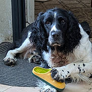 Cartouche a rejoint le concours — aidez-le/la à gagner de superbes lots ! animal, black_and_white, close_up, companion, curly_fur, cute, dog, domestic, doorway, floor_tiles, fur_pattern, home, indoor, looking_at_camera, mat, paw, pet, relaxed, resting, slipper